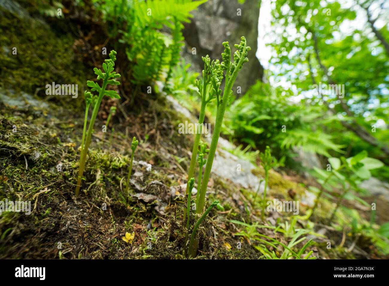 Kamille-Traubenfarn (Botrychium matricariifolium) wächst auf einer felsigen Klippe, wildes Finnland. Stockfoto