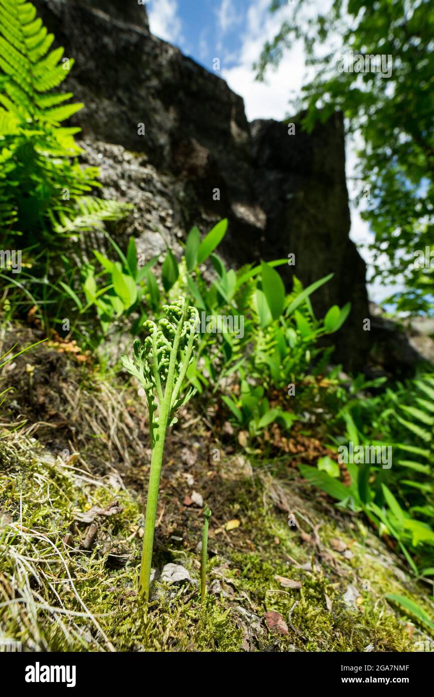 Kamille-Traubenfarn (Botrychium matricariifolium) wächst auf einer felsigen Klippe, wildes Finnland. Stockfoto