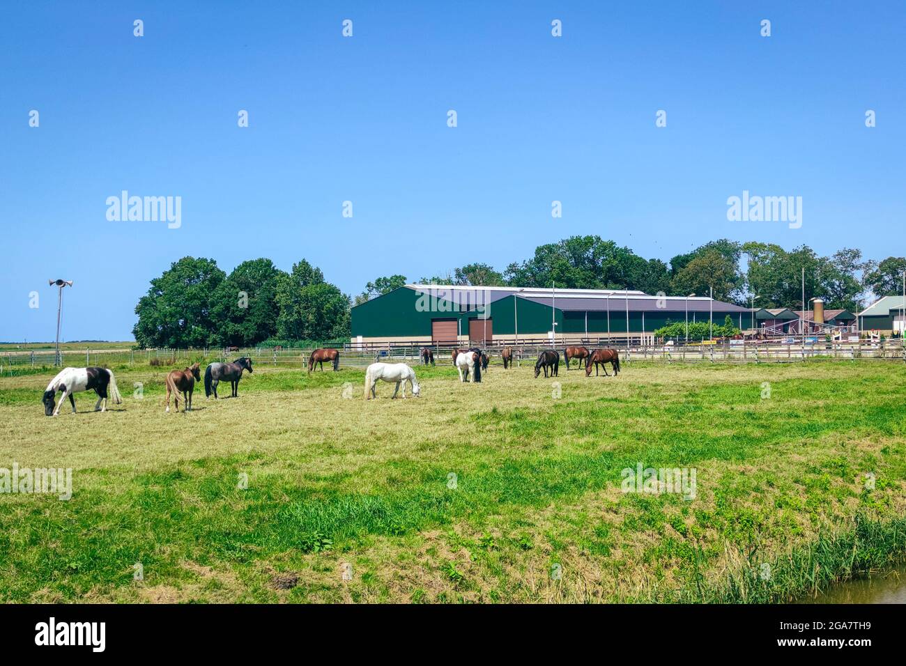 Pferde auf der Wiese vor einem Management Stockfoto