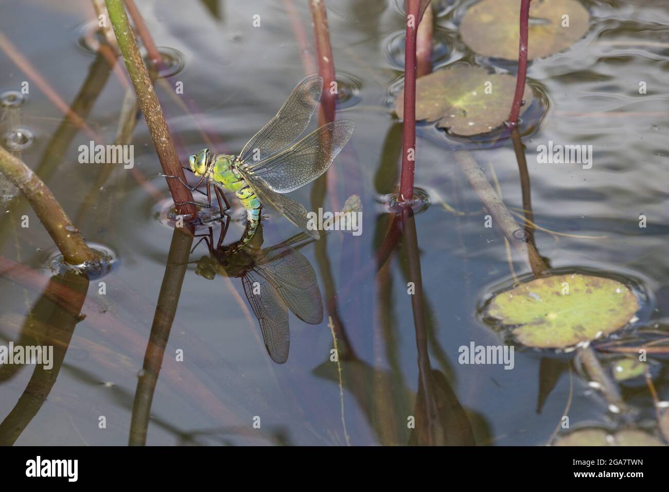 Single weibliche Kaiser Libelle Anax Imperator Eier auf Teichpflanzen Großbritannien Stockfoto