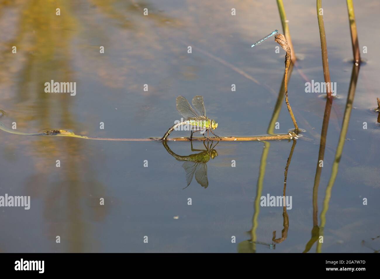 Single weibliche Kaiser Libelle Anax Imperator Eier auf Teichpflanzen Großbritannien Stockfoto