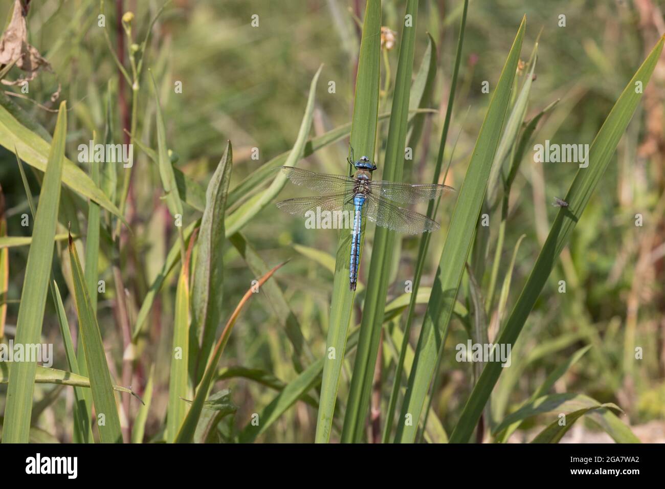 Einzelner männlicher Kaiser-Libelle Anax-Imperator, der auf einem Wasserpflanzenstiel in einem kleinen Teich in Cotswolds, Großbritannien, thront Stockfoto
