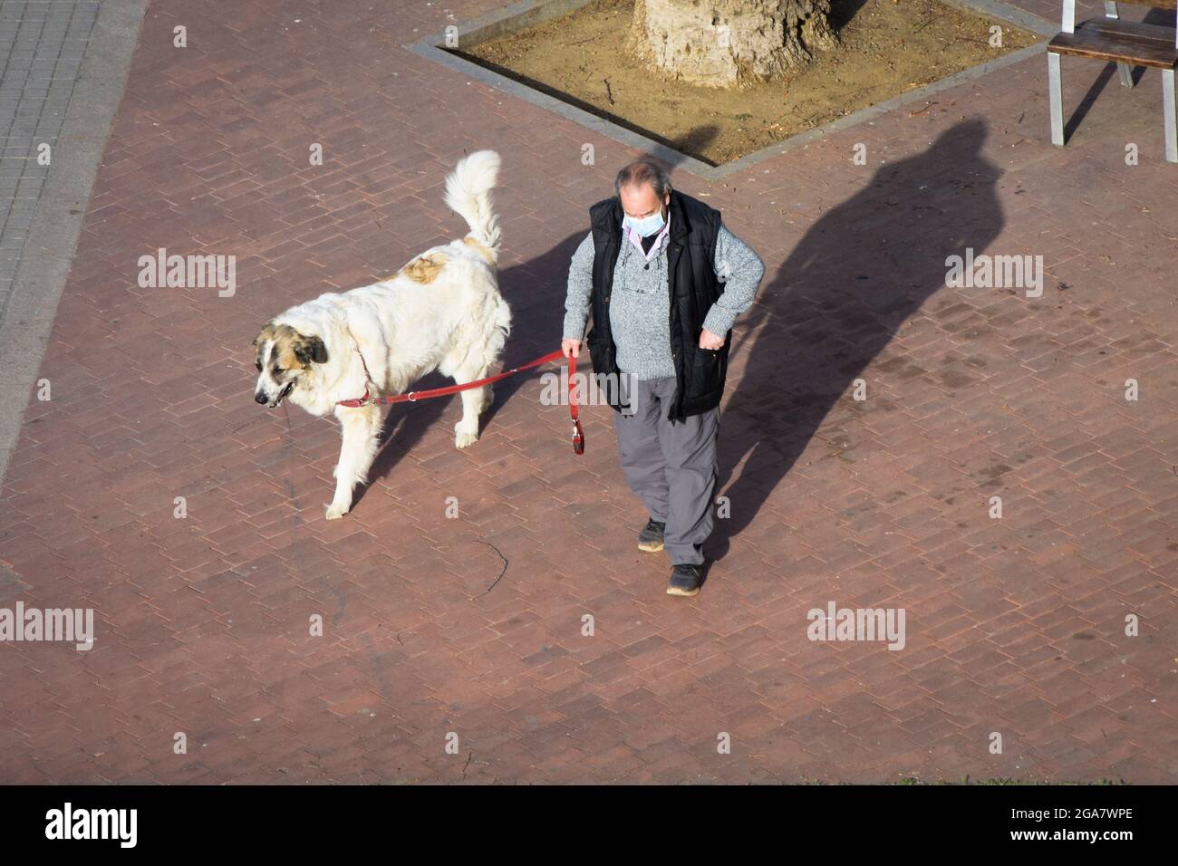 Älterer Mann mit Maske, der mit seinem Hund auf einer Straße läuft. Stockfoto