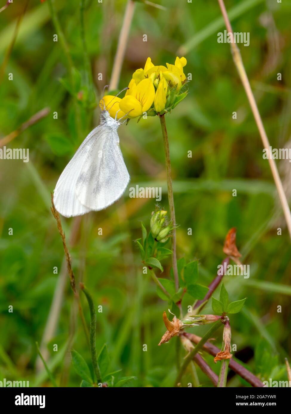 Wood White Butterfly - Leptidea sinapis auf Vogelfußtrefoil alias Lotus corniculatus. Stockfoto