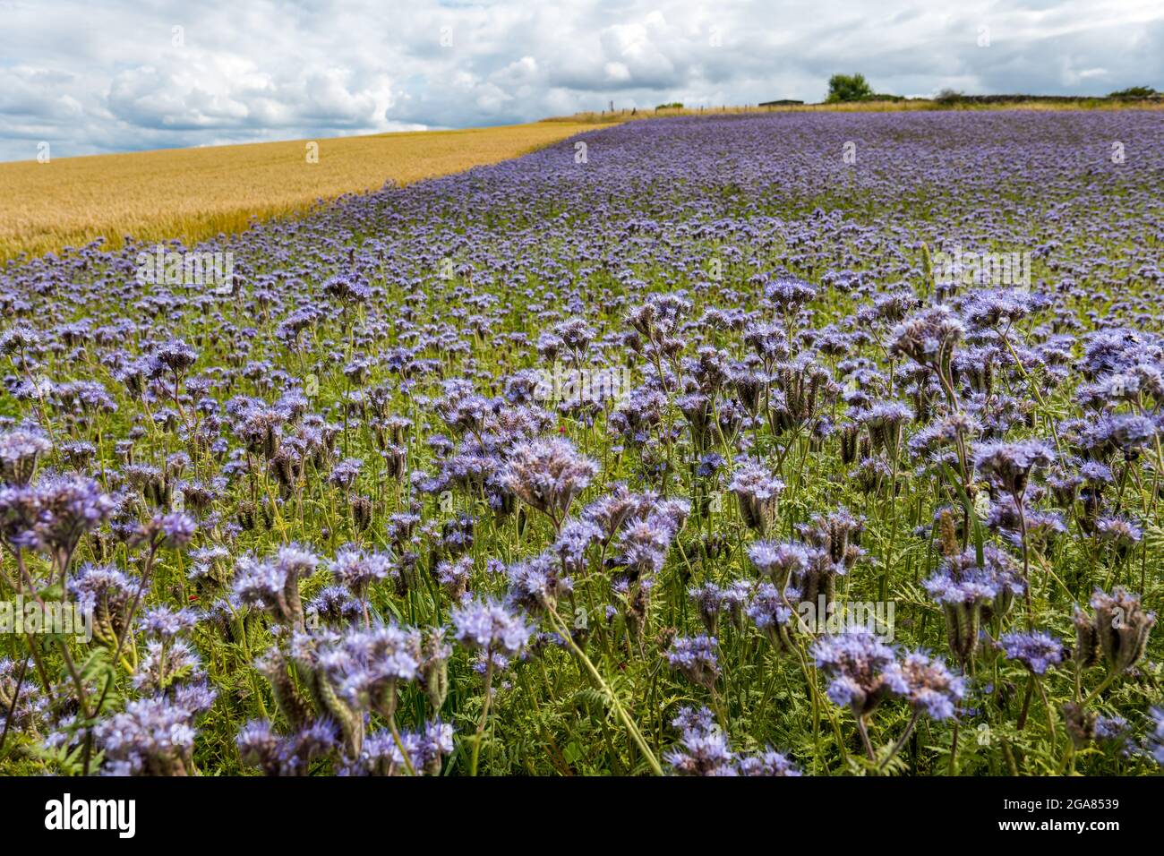 East Lothian, Schottland, Vereinigtes Königreich, 29. Juli 2021. Wetter in Großbritannien: Sonnenschein in der Landwirtschaft Pflanzen und Bienen: Ein Erntefeld wird von einer Deckpflanze aus Lacy Phacelia (Phacelia tanacetifolia), die auch als Purple oder Blue Tansy bekannt ist und als Bestäuber-Attraktor fungiert, umrandet. Die Blüten sind lebendig mit summenden Hummeln aller Sorten Stockfoto