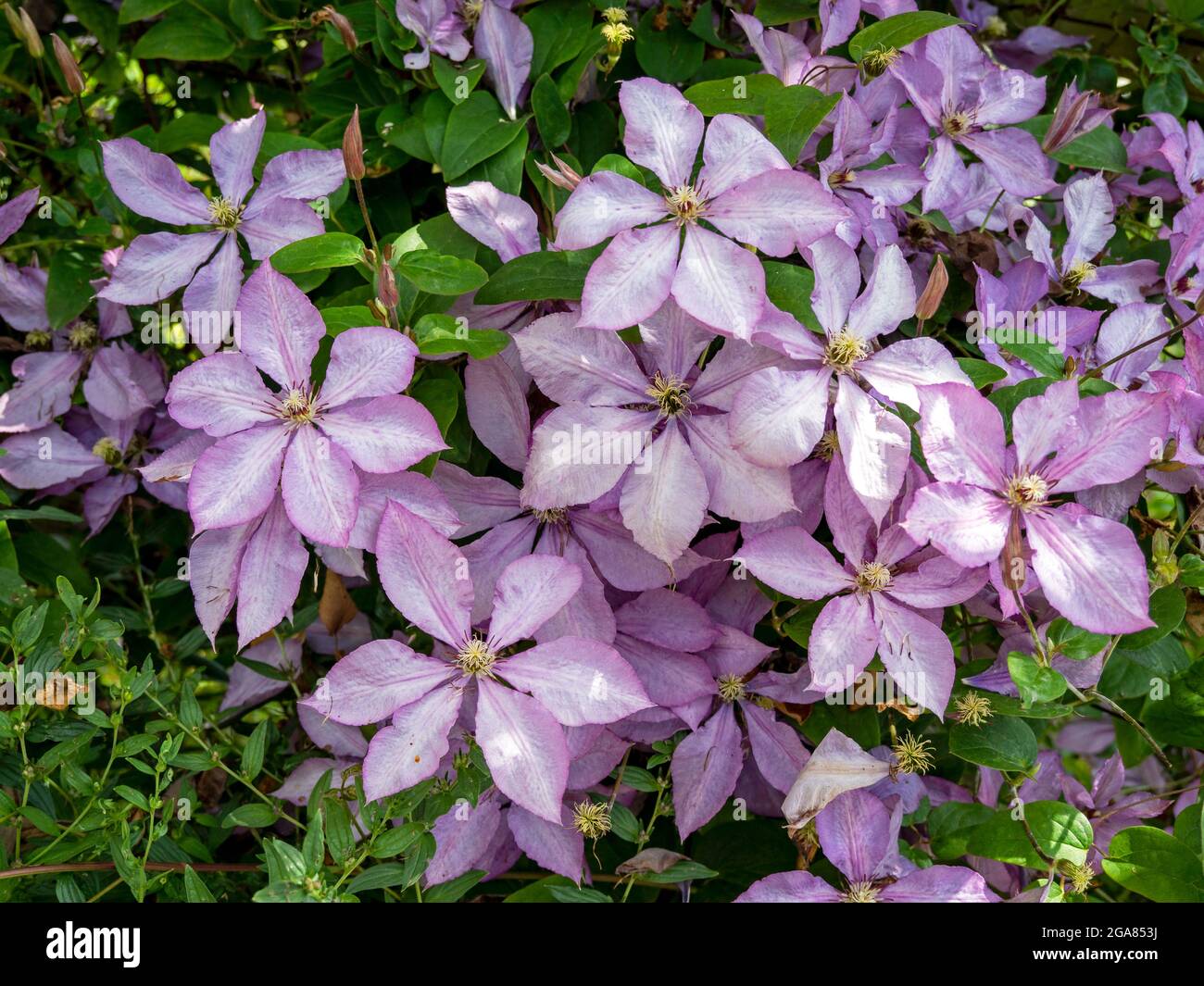 Ziemlich lila Clematis blüht in einem Garten Stockfoto