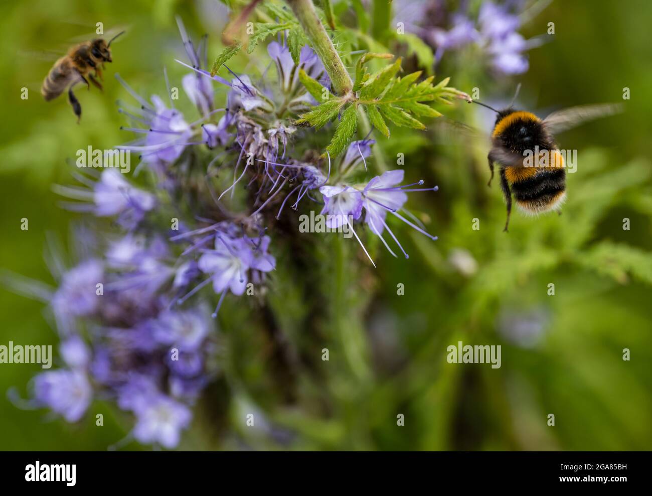 East Lothian, Schottland, Vereinigtes Königreich, 29. Juli 2021. Wetter in Großbritannien: Sonnenschein in der Landwirtschaft Pflanzen und Bienen: Ein Erntefeld wird von einer Deckpflanze aus Lacy Phacelia (Phacelia tanacetifolia) in voller Blüte umrandet, die auch als violetter oder blauer Tangrün bekannt ist und als Bestäuber-Attraktor fungiert. Die Blüten sind lebendig mit summenden Hummeln aller Sorten, einschließlich der Weißschwanzhummeln Stockfoto