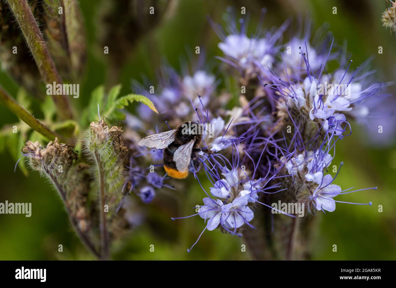 East Lothian, Schottland, Vereinigtes Königreich, 29. Juli 2021. Wetter in Großbritannien: Sonnenschein in der Landwirtschaft Pflanzen und Bienen: Ein Erntefeld wird von einer Deckpflanze aus Lacy Phacelia (Phacelia tanacetifolia) in voller Blüte umrandet, die auch als violetter oder blauer Tangrün bekannt ist und als Bestäuber-Attraktor fungiert. Die Blüten sind lebendig mit summenden Hummeln aller Sorten, einschließlich der Weißschwanzhummeln Stockfoto