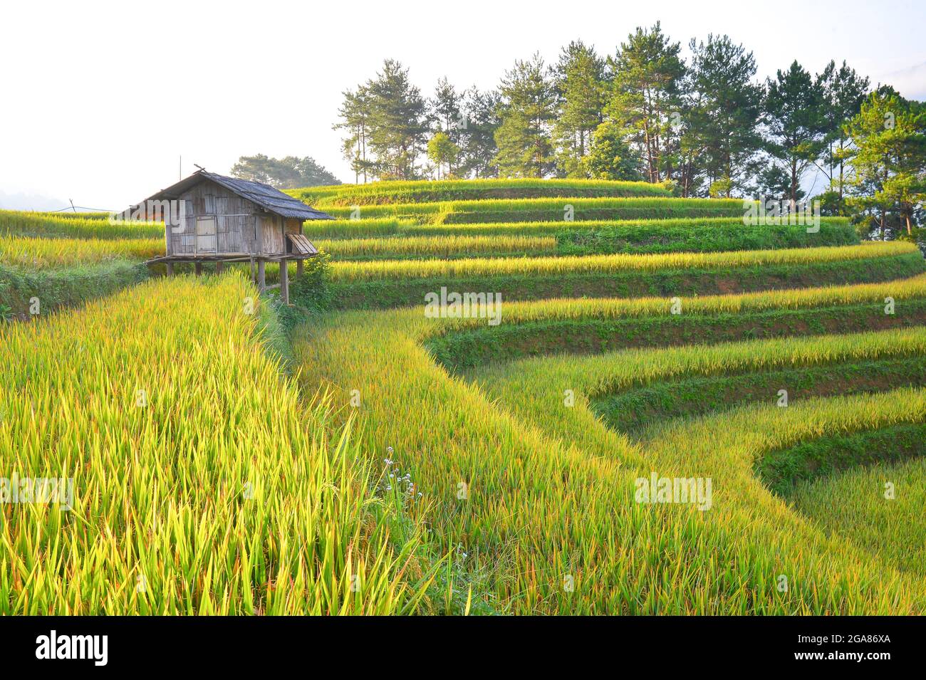 Reisfelder auf Terrassen in Chiang Mai, Landschaft mit Reisterrassen mit Sonnenuntergang im Ban Papongpieng Chiangmai Thailand Stockfoto