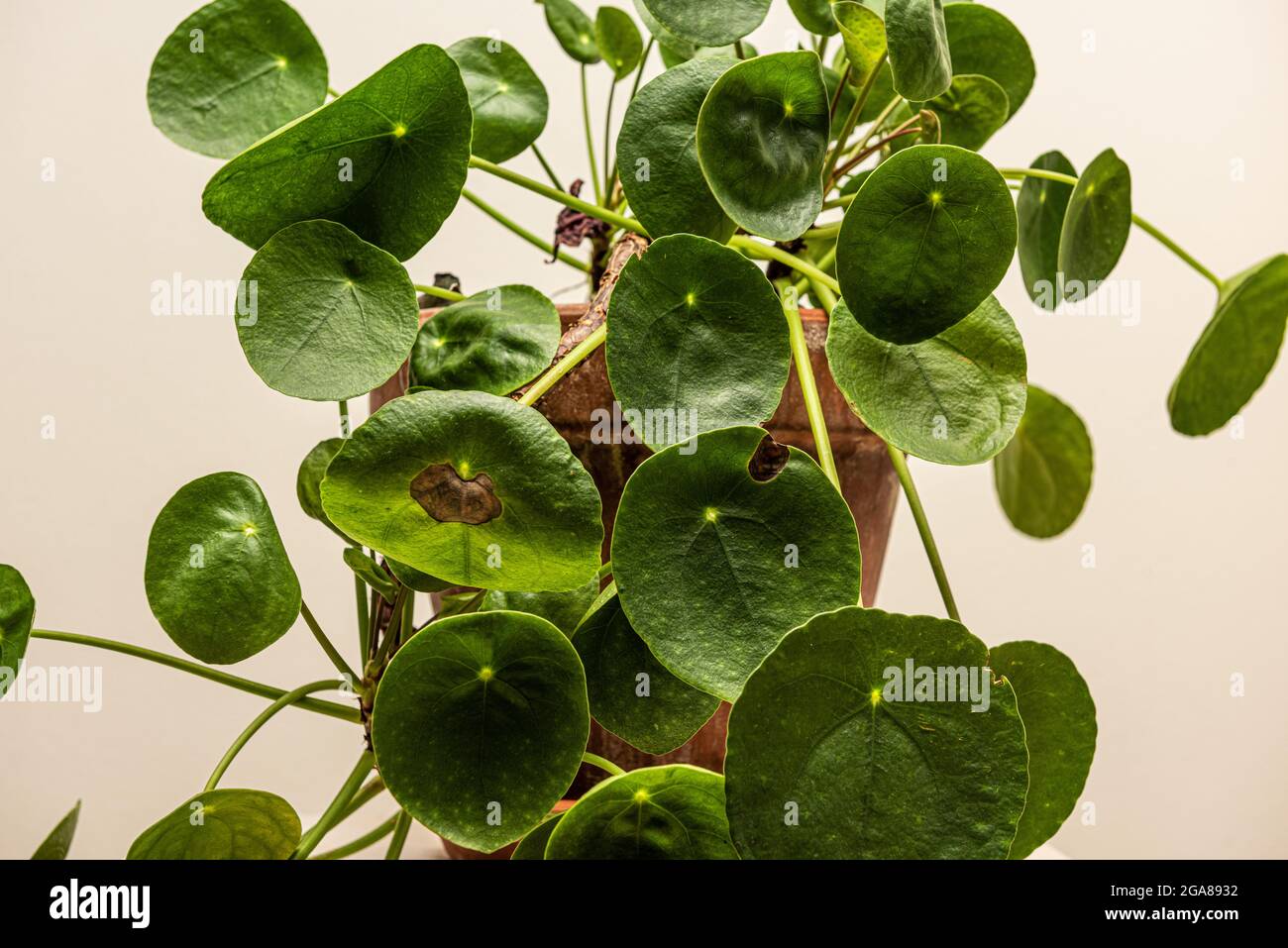 Pilea peperomioides auf einem kleinen Tisch Stockfoto