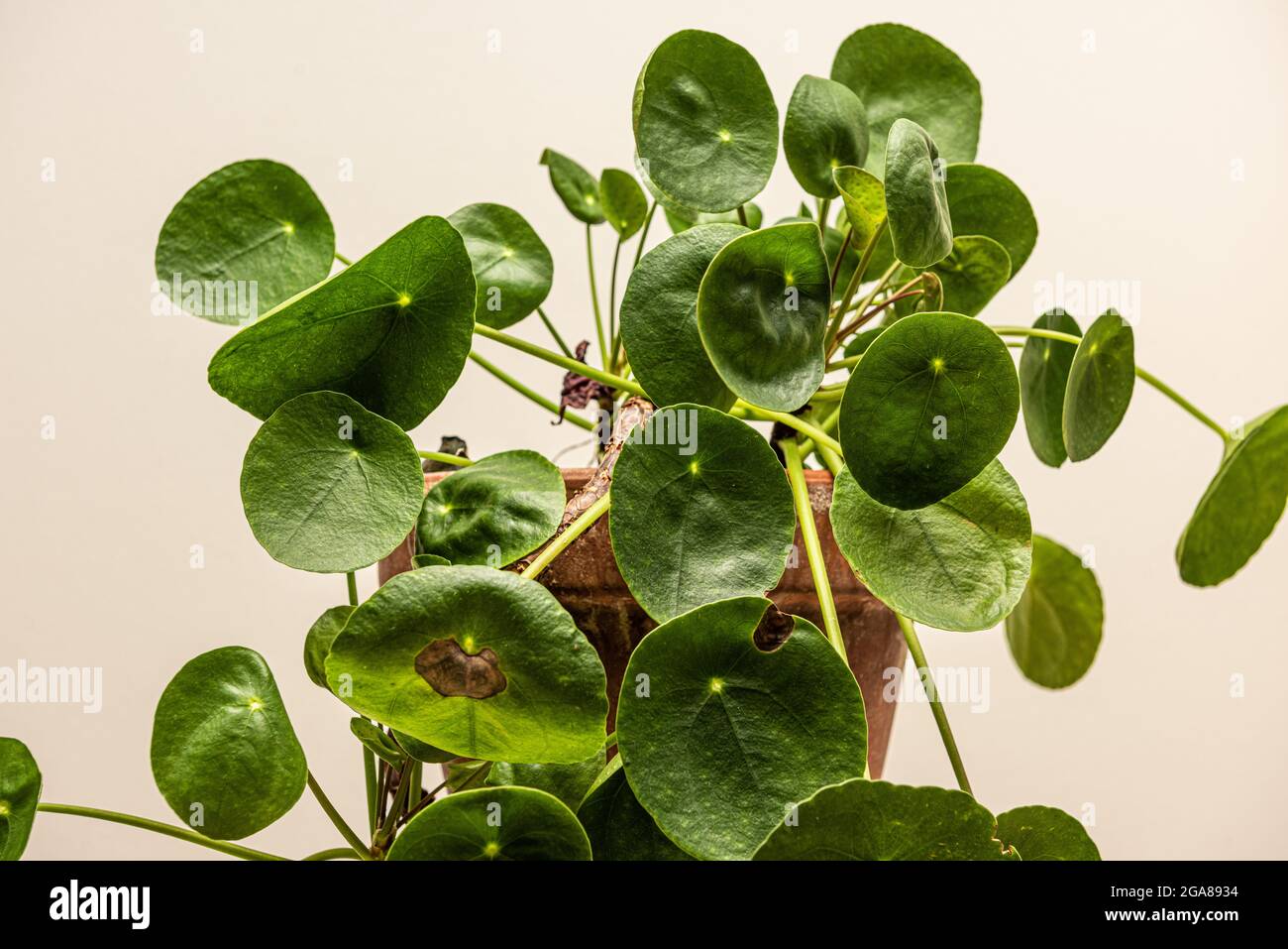 Pilea peperomioides auf einem kleinen Tisch Stockfoto