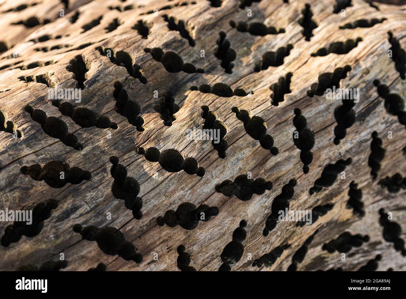 Tryptophobisches Muster, das in einen Stamm aus Holz gebohrt wurde Stockfoto