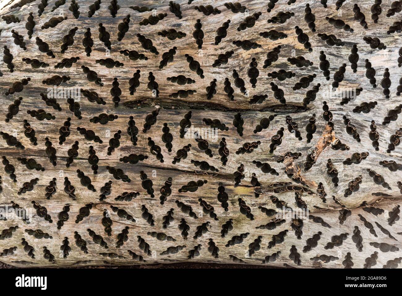 Tryptophobisches Muster, das in einen Stamm aus Holz gebohrt wurde Stockfoto