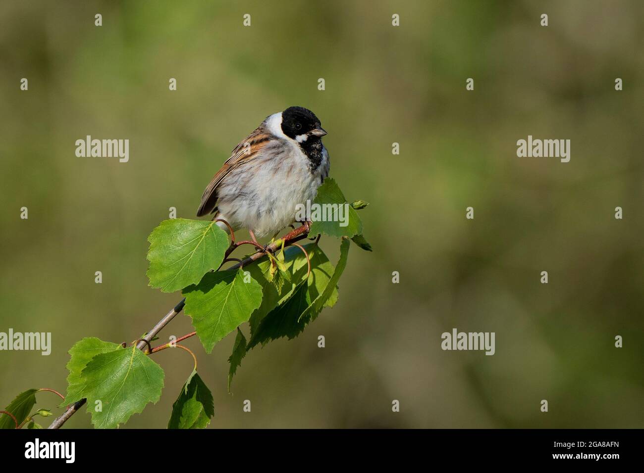 Schilfbundling-Emberiza schoeniclusserches auf Silberbirke-Betula pendula. Stockfoto