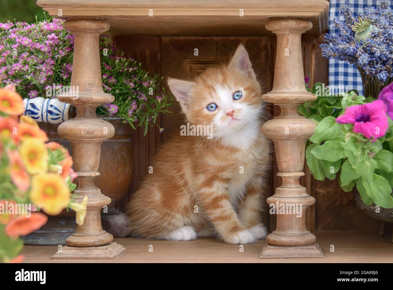 Niedliches rot-tabby-weißes Kätzchen mit schönen blauen Augen, das in einem alten Holzdrehschrank mit Blumen sitzt und neugierig zuschaut Stockfoto