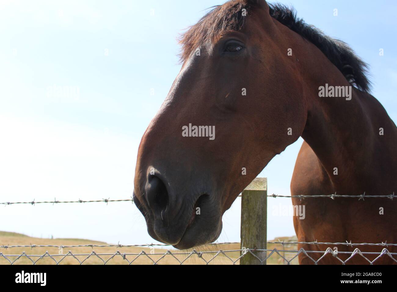 Brown Horse Portrait Stockfoto