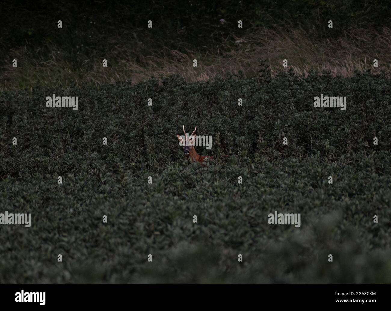 Ein männlicher Hirsch, der während der Brunftzeit allein auf einem Erntefeld steht Stockfoto