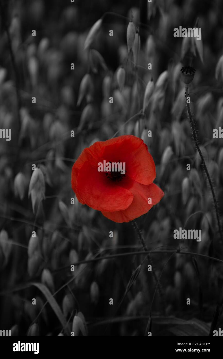 Ein einbunter Mohn, der auf einem Haferfeld steht Stockfoto