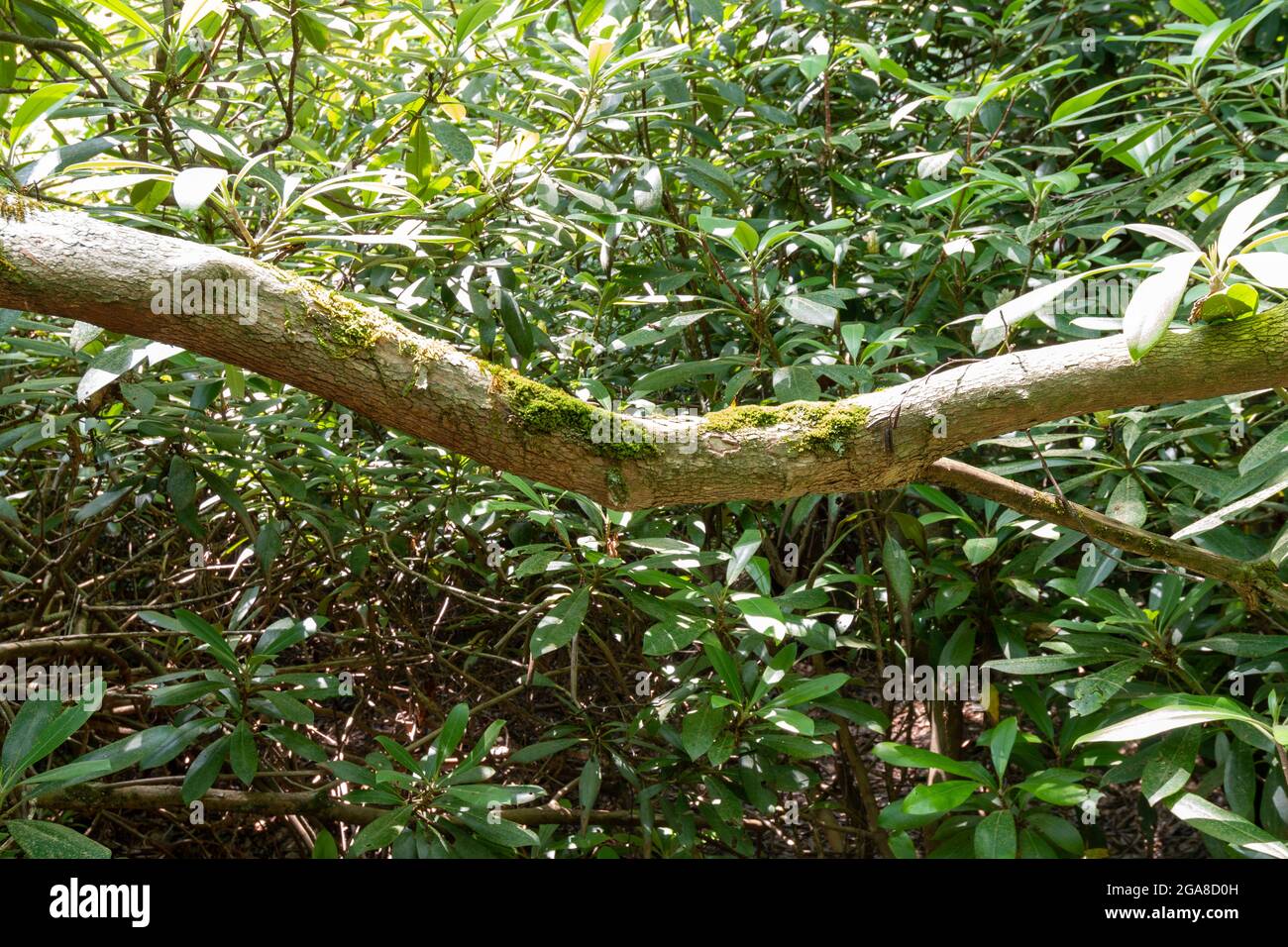 Moos wächst auf einem gefallenen Baumzweig in einem Wald mit altem Wachstum Stockfoto