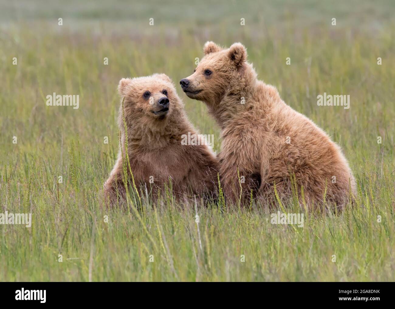 Zwei Braunbärenjungen an der Küste, die auf einer Wiese sitzen, Silver Salmon Creek, Lake Clark National Park und Preserve, Alaska Stockfoto