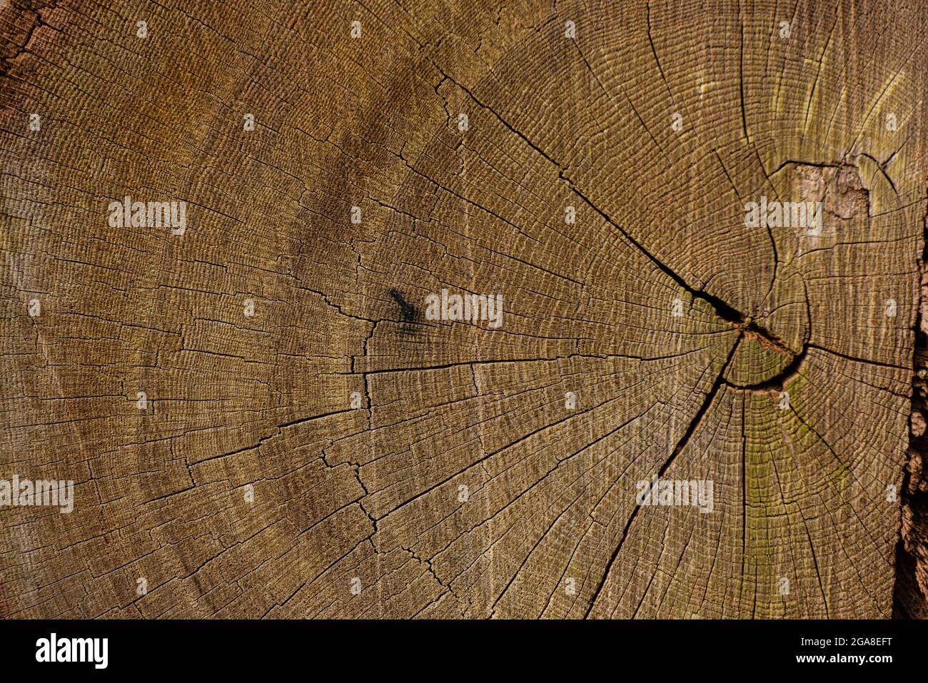 Die Jahresringe des Baumes, die Dendrochronologie. Stockfoto