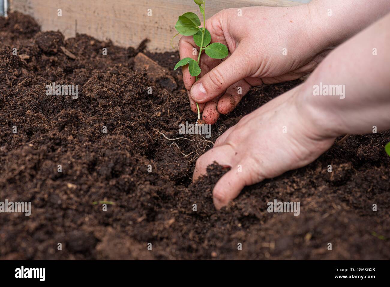 Zwei Hände säen Pflanzen im Boden Stockfoto