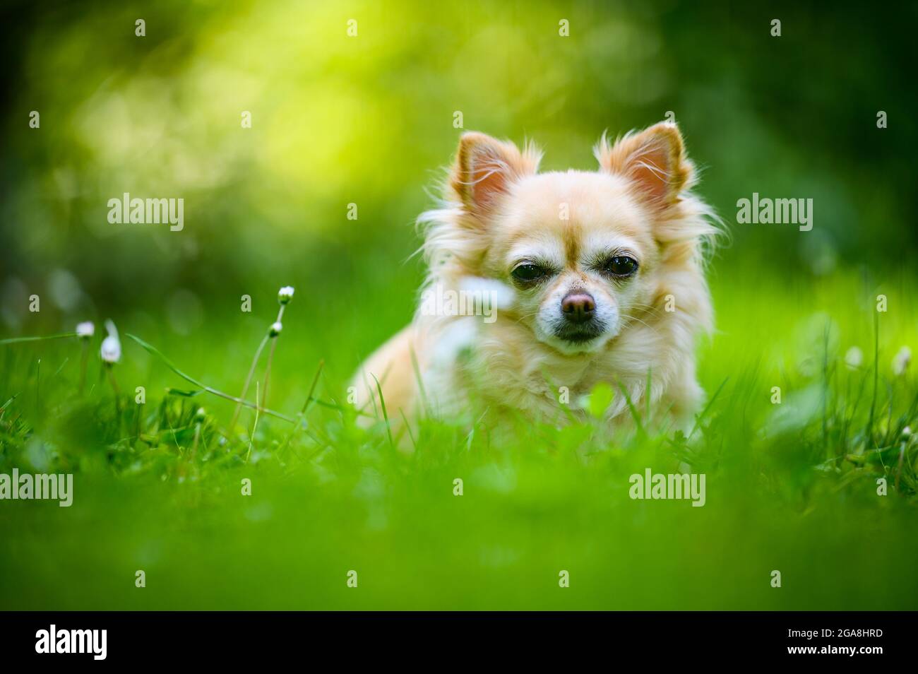 Kleine niedliche chihuahua, die in frischem grünen Gras liegt. Es ist Sommer, die Sonne scheint und die Farben sind lebendig. Stockfoto