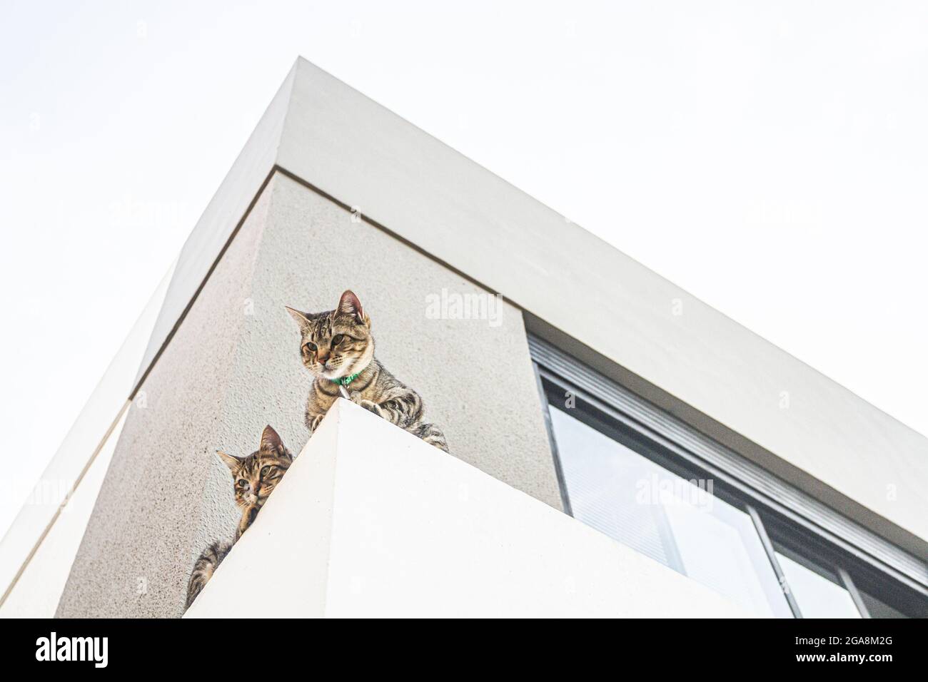 Hauskatze (Felis catus). Florianopolis, Santa Catarina, Brasilien. Stockfoto