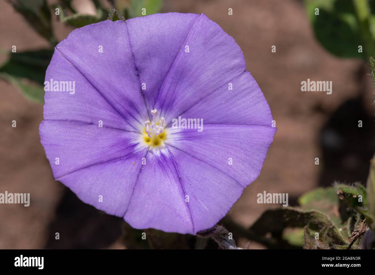 Nahaufnahme einer grundblauen Convolvulus (Convolvulus sabatius) Blüte in Blüte Stockfoto