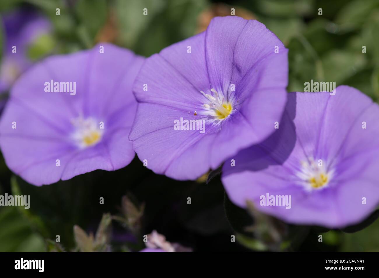 Nahaufnahme eines grundblauen Convolvulus (Convolvulus sabatius) blüht Stockfoto