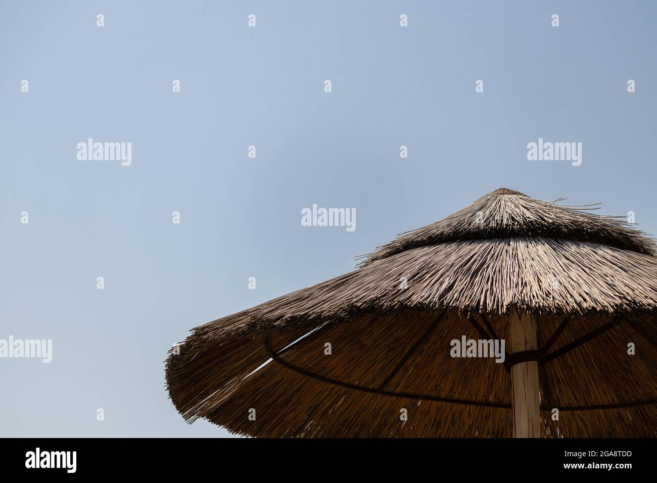 Schilfschirm an einem sonnigen Tag mit einem blauen Himmel im Hintergrund Stockfoto