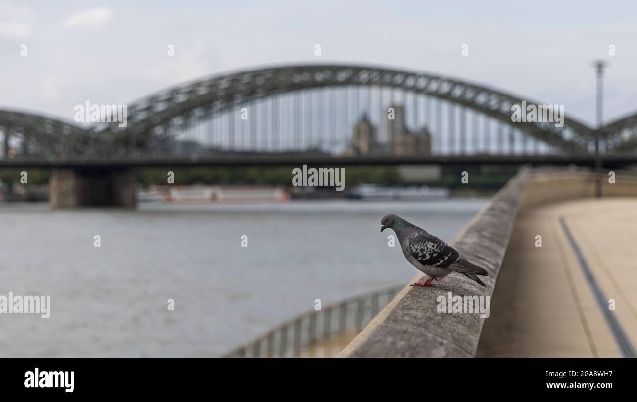 Eine Taube sitzt auf dem Geländer und blickt auf den Rhein Stockfoto