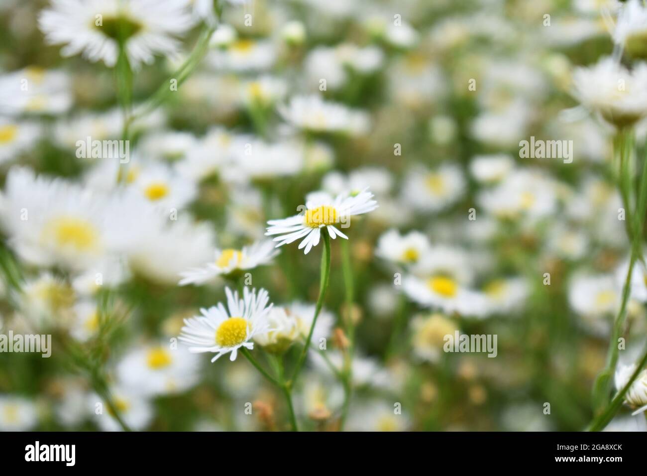 Ein Feld von weißen Gänseblümchen-Flabanen (Erigeron annuus) blüht Stockfoto
