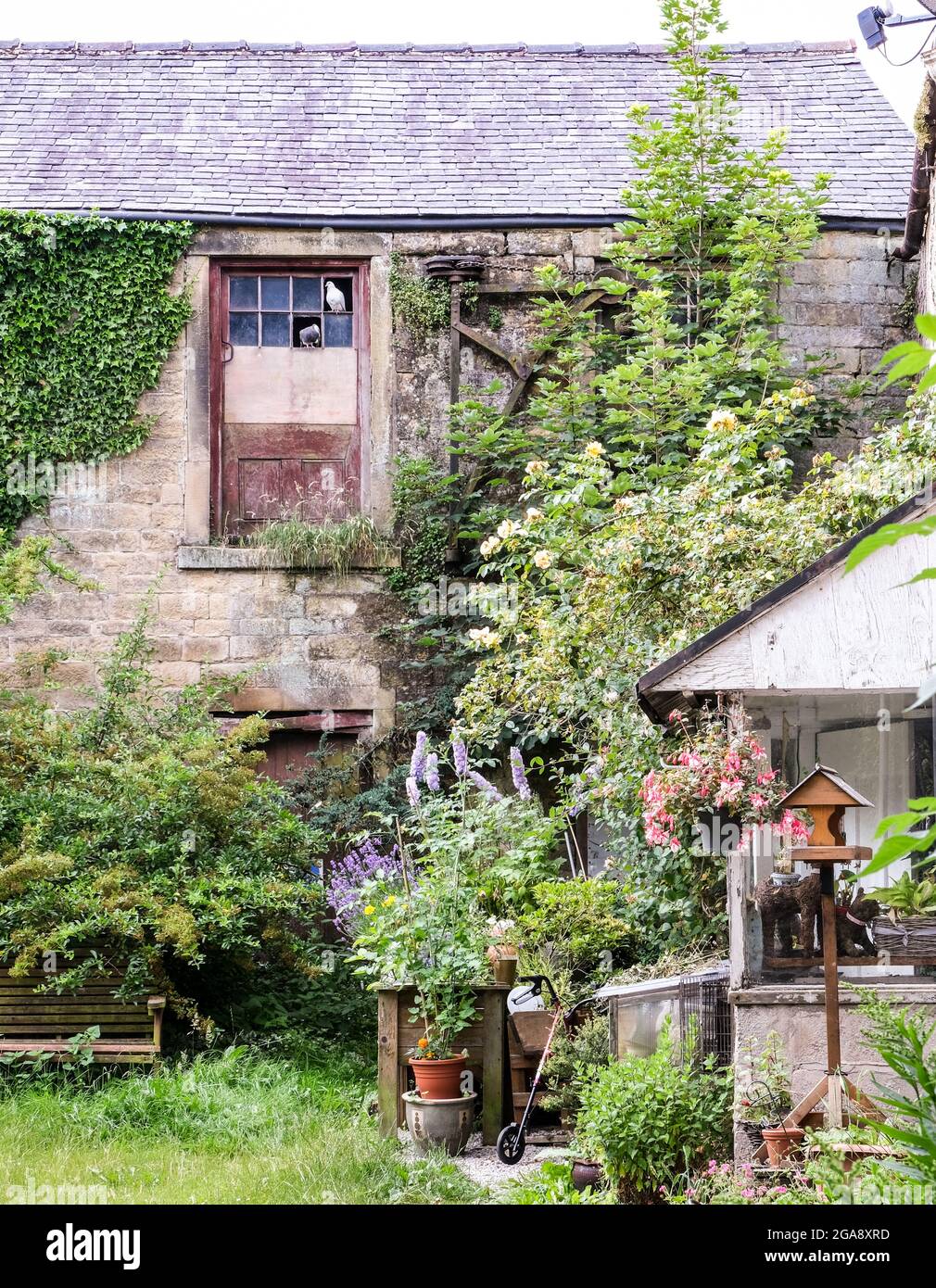 Ein Hüttengarten im Pestdorf Eyam in Derbyshire. Bunte Blumen stehen gegen Steinmauern. Stockfoto Ein Hüttengarten im Pestdorf Eyam in Derbyshire. Bunte Blumen stehen gegen Steinmauern. Stockfoto