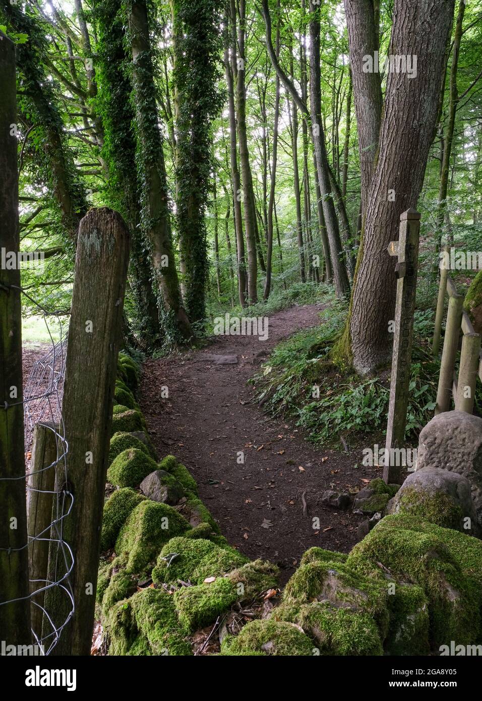 Ein Pfad schlängelt sich durch dunkle und geheimnisvolle Wälder in der Nähe des Pestdorfes Eyam von Derbyshire. Stockfoto