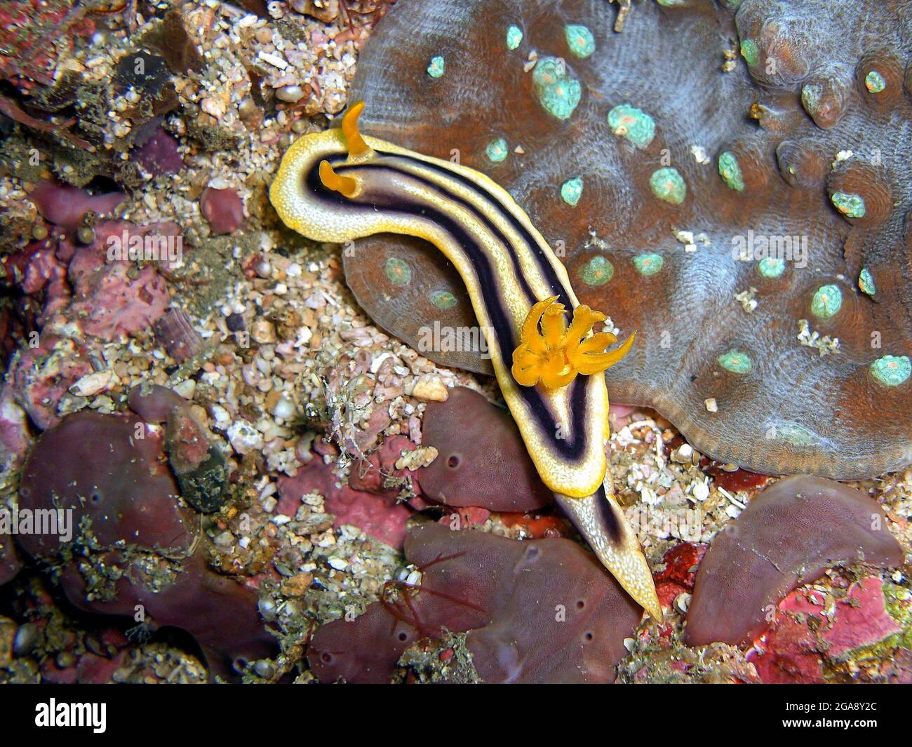 Nacktschnecken oder Seeslug (Chromodoris Joshi) auf dem Boden im philippinischen Meer 27.1.2015 Stockfoto