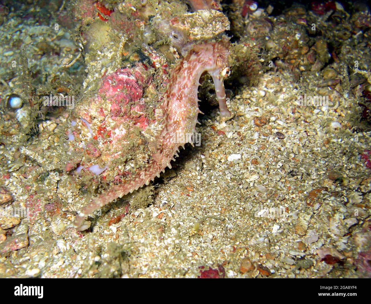 Kleines Seepferd auf dem Boden im philippinischen Meer 12.2.2015 Stockfoto