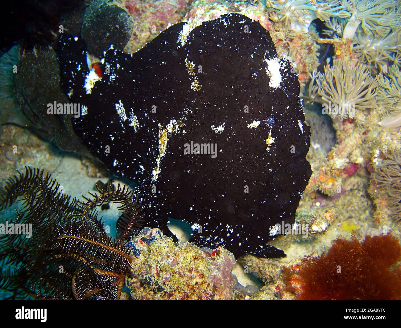 Schwarzer Anglerfisch (Antennarius striatus) schwimmt im philippinischen Meer 18.12.2013 Stockfoto