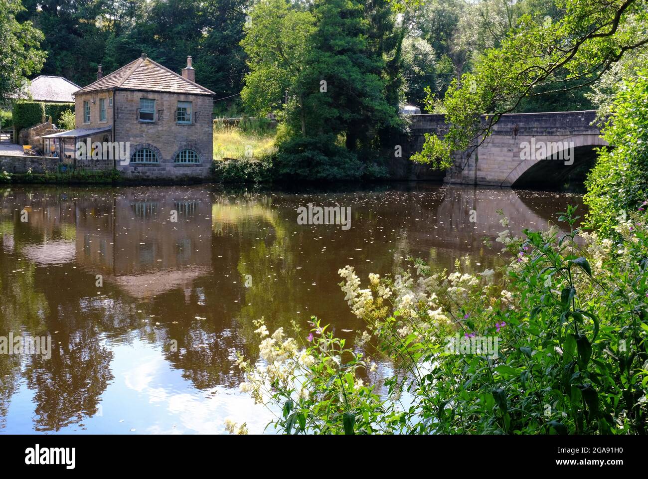 Blick auf den Fluss Derwent bei Froggatt, Derbyshire, mit blühendem Unkraut im Vordergrund und Steinbrücke und Gebäuden dahinter. Stockfoto