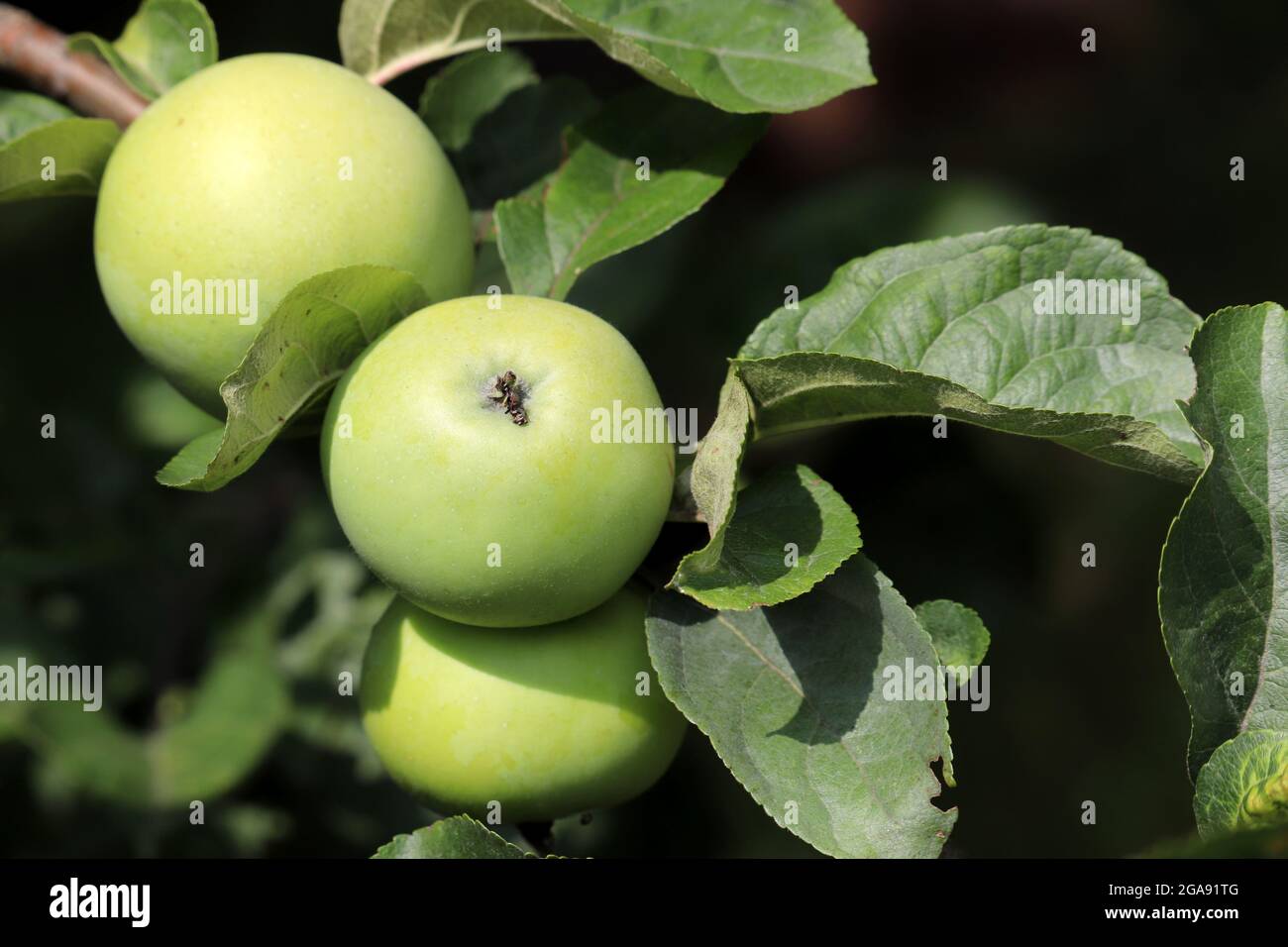 Grüne Äpfel wachsen auf einem Baum im Sommergarten. Reifende Früchte hängen an einem Ast mit Blättern an sonnigen Tagen Stockfoto