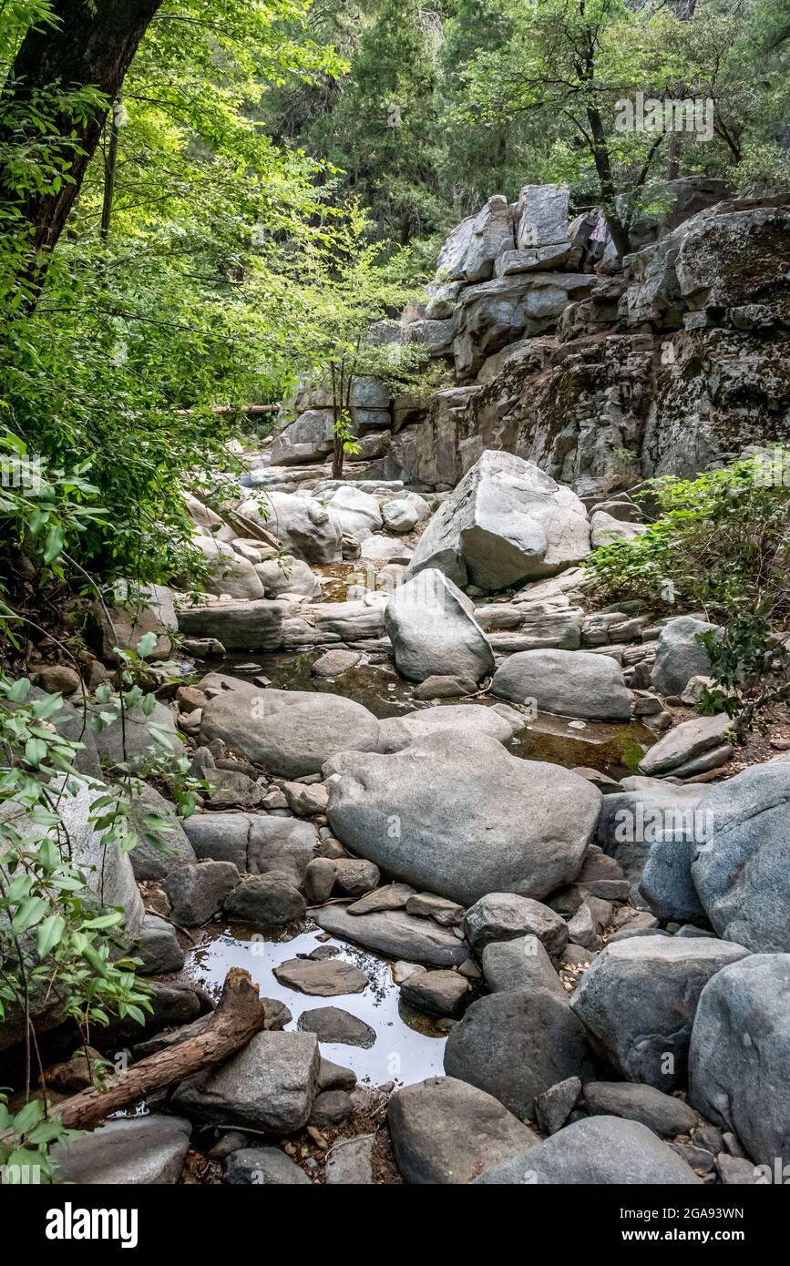 Auch wenn das Wasser im Sommer niedrig ist, ist Seely Creek ein friedliches und ruhiges Wanderziel auf dem Heart Rock Trail in den San Bernardino Mountains. Stockfoto