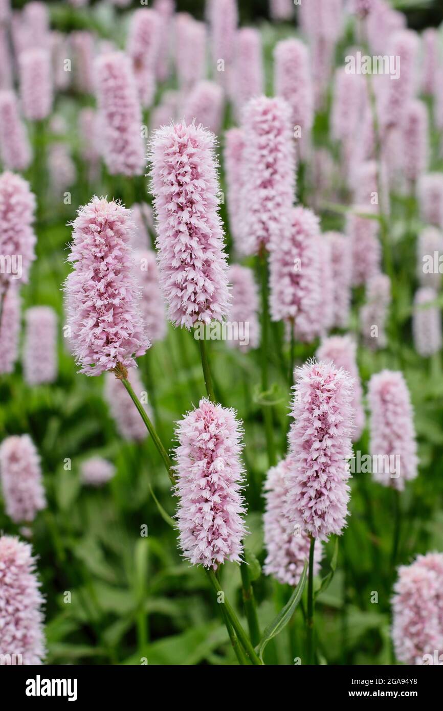 Persicaria bistorta ‘Superba’. Rote Bistorte, die in einem Sommergarten blühen. VEREINIGTES KÖNIGREICH Stockfoto