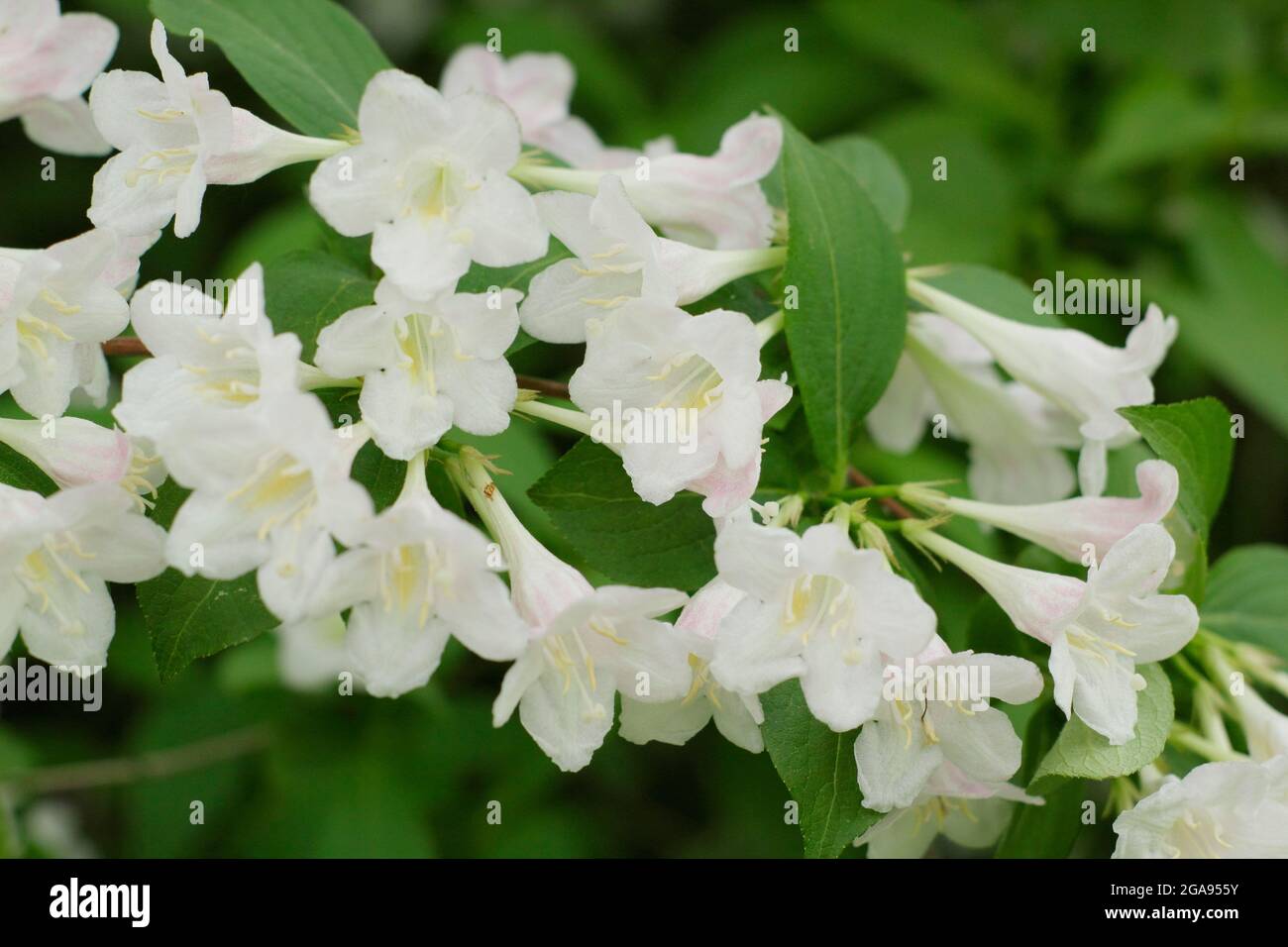 Weiße Blüten von Weigela 'White Knight' ein sommergrüner Strauch. VEREINIGTES KÖNIGREICH Stockfoto