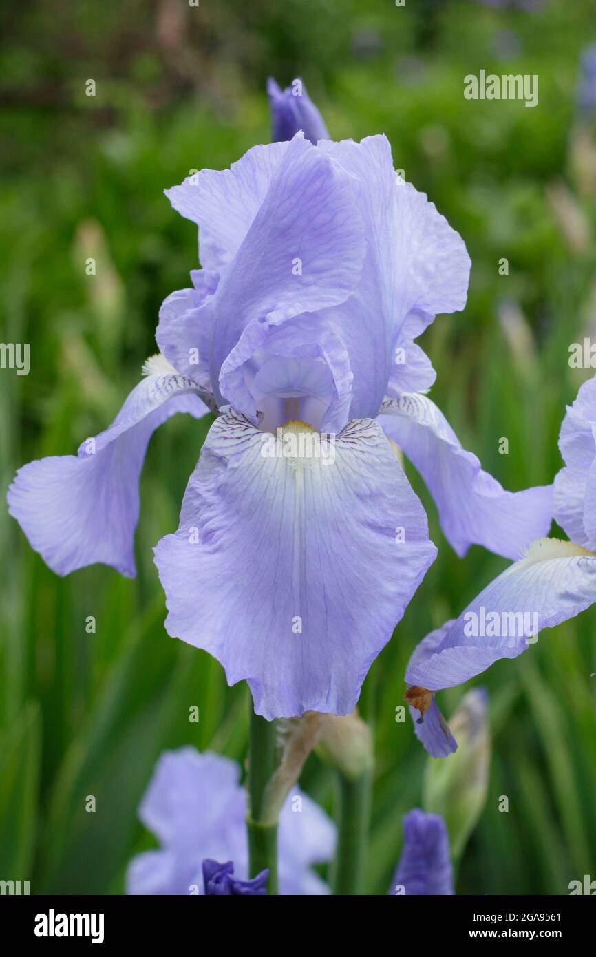 Hellblaue Blüten von Iris 'Jane Phillips', einer großen bärtigen Iris. VEREINIGTES KÖNIGREICH Stockfoto