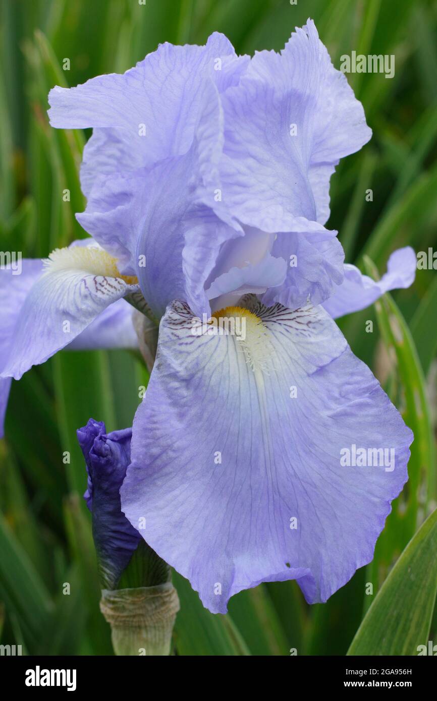 Hellblaue Blüten von Iris 'Jane Phillips', einer großen bärtigen Iris. VEREINIGTES KÖNIGREICH Stockfoto