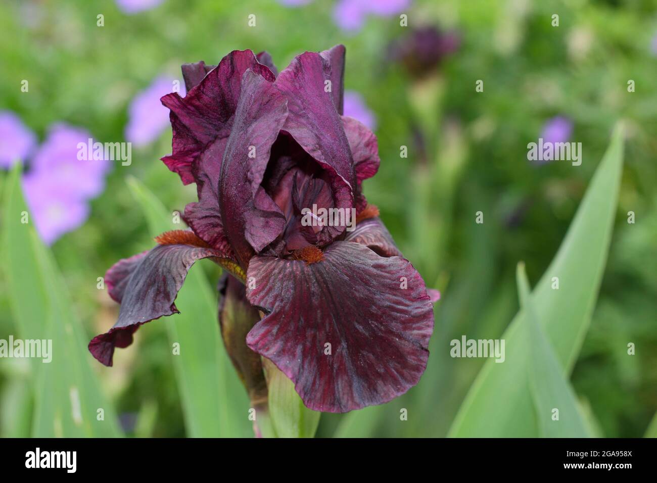 Tiefe kastanienbraune Blüten der Iris 'Langport Wren', einer mittleren bärtigen Iris. VEREINIGTES KÖNIGREICH Stockfoto
