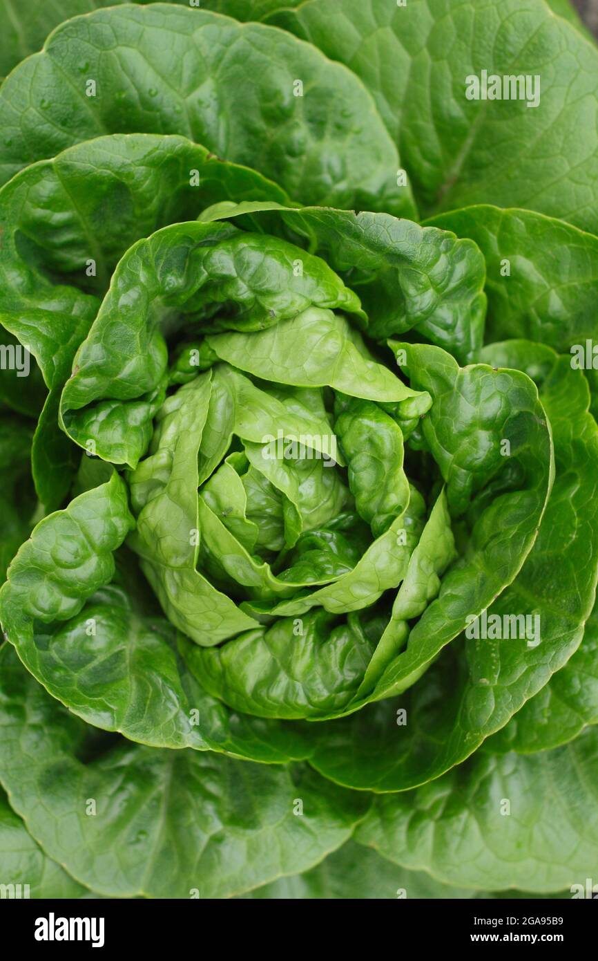 Lactuca sativa 'Little Gem' cos Salat, der in einem Gemüsegarten wächst, Großbritannien Stockfoto