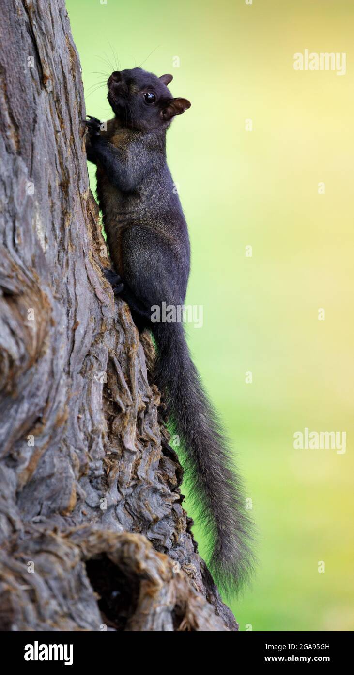 Farbe Morphed Eastern Grey Eichhörnchen klettern auf Baum. Santa Clara County, Kalifornien, USA. Stockfoto