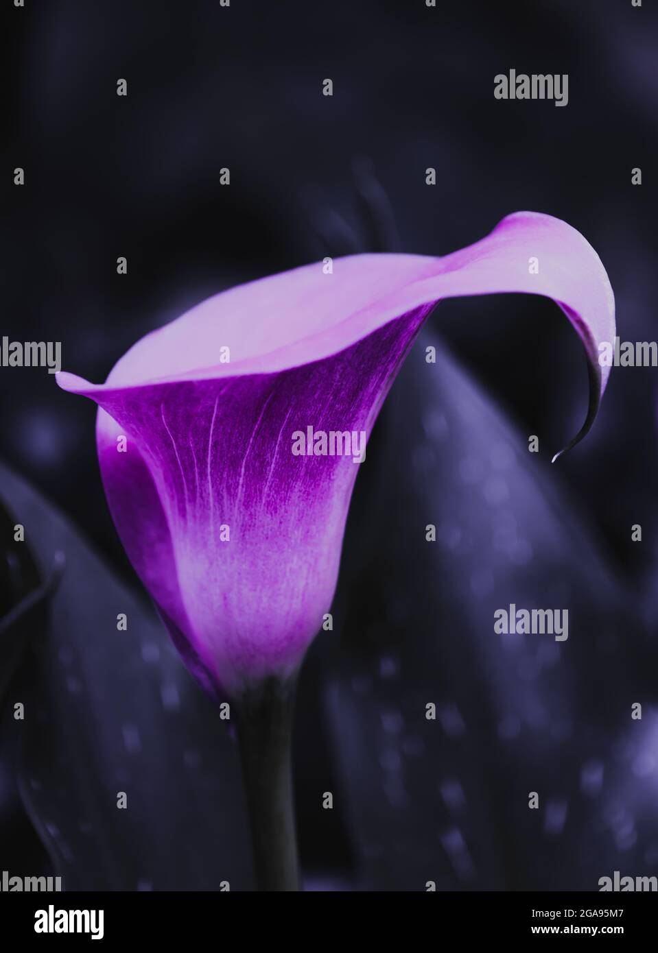Eine Calla-Lilie in Blüte wurde violett und der Hintergrund unterbelichtet, um die helle Farbe der Blume hervorzuheben. Stockfoto