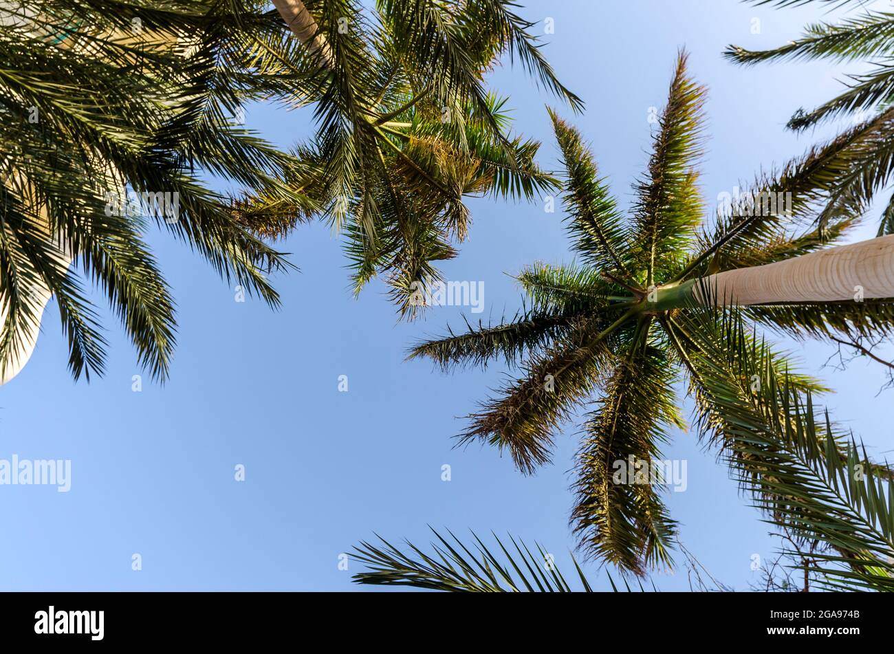 Tropisches Muster hohe Palmen Muster auf weißem Hintergrund Stockfoto